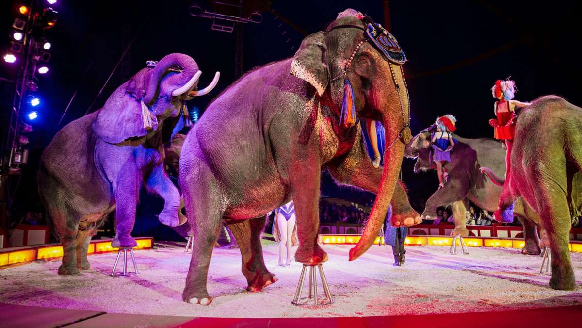 Circus Krone: Weltgrößter Zirkus hält sich mit ausgefallenen Ideen über Wasser