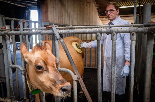 Markus Rodehutscord, Professor für Tierernährung, greift der Jerseykuh Cosima direkt in den Pansen. Foto: Lichtgut/Achim Zweygarth
