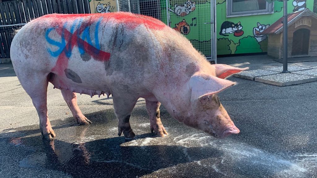 Mannheimer Polizei ermittelt Verdächtigen: Schwein mit Fußballparolen beschmiert und gequält