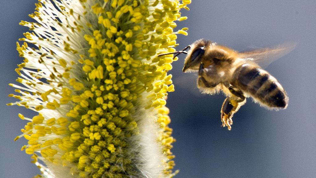  Die CDU-Fraktion im Stuttgarter Landtag sieht das Volksbegehren Artenschutz „Rettet die Bienen“ mit Wohlwollen. Nun will sie einen Antrag im Parlament einbringen – mit dem Ziel, dass die Landesregierung konkret Stellung bezieht. 