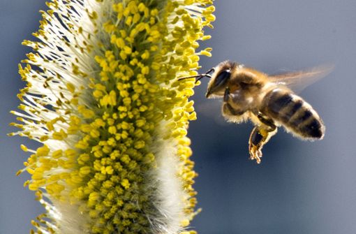 Weidenkätzchen locken Bienen schon früh im Jahr an. Foto: picture alliance/dpa