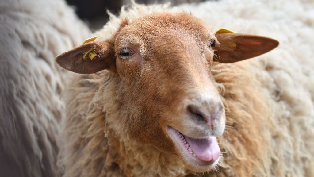 Freilichtmuseum Beuren: Von  Esels Rücken ein Blick auf die Schafherde