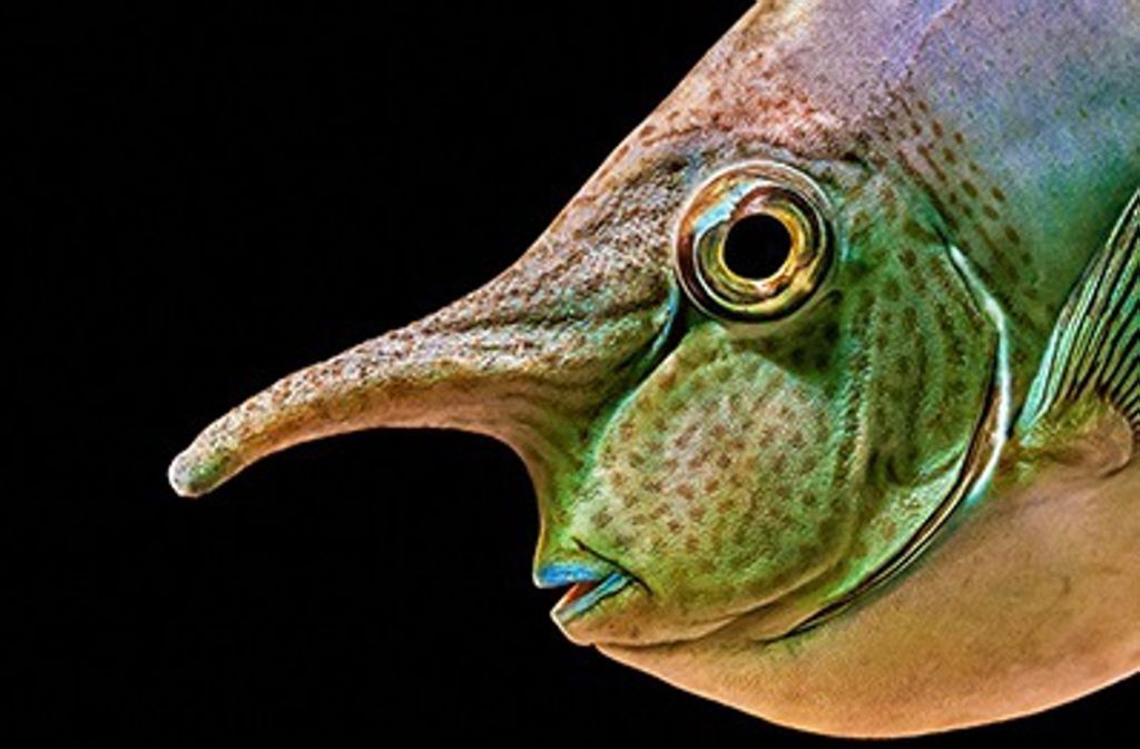 Dem Nasendoktorfisch wächst auf der Stirn eine „Nase“.