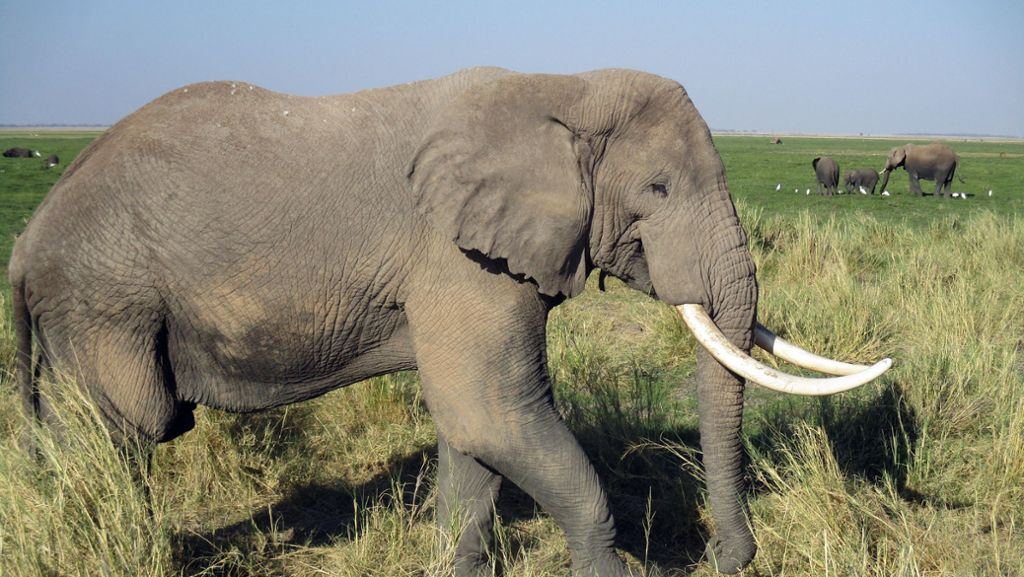  Tragischer Zwischenfall in Malawi. Ein britischer Soldat wird von einem Elefanten getötet. Der 22-Jährige war in dem afrikanischen Staat im Einsatz, um Wildtierhüter auszubilden. 