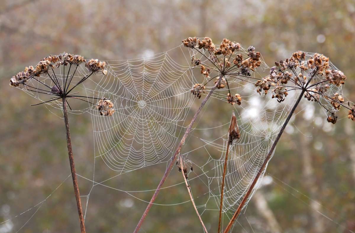 Filigrane Spinnennetze zwischen verblühten Doldenblütlern