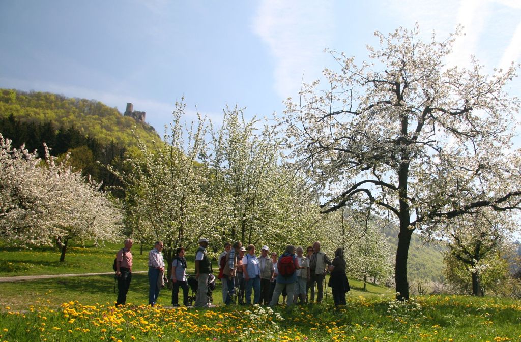 Auch auf den Wiesen rund um den Hohenneuffen ist die Obstbaumblüte in vollem Gange.
