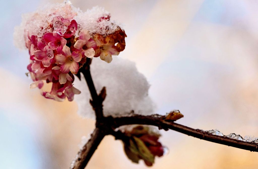 Der Duftende Schneeball verströmt vanilleartigen Geruch. Noch mehr fein riechende Winterblüher finden Sie in der Bildergalerie.