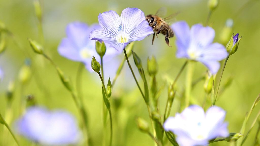 Naturschutz in Leinfelden-Echterdingen: Blumen und Bienen statt  einer Gebäudekiste