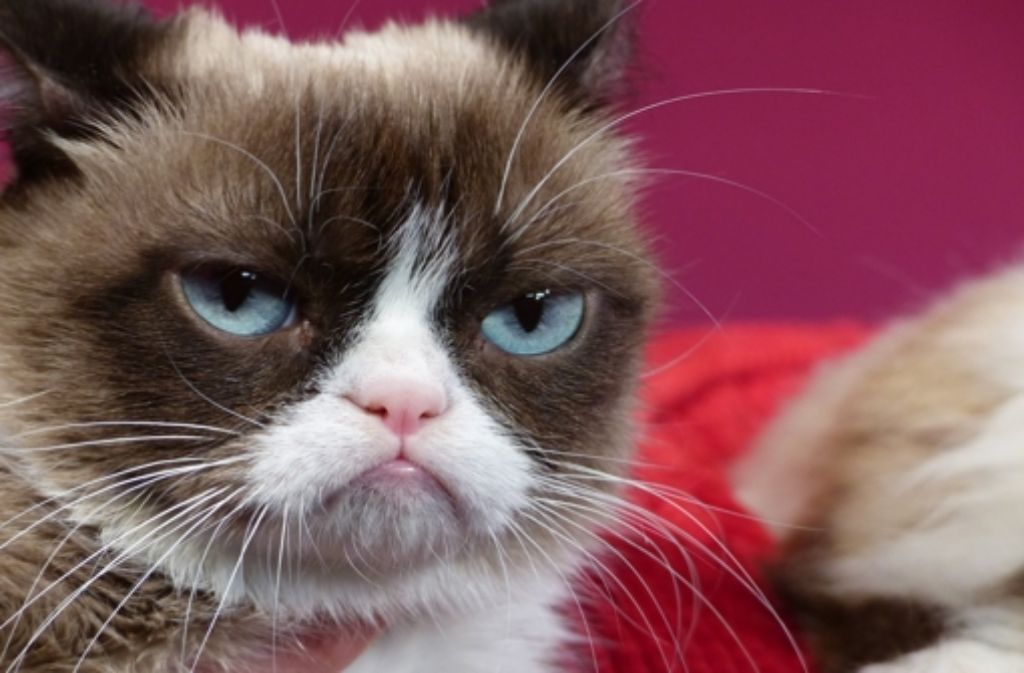 Grumpy Cat als Wachsfigur bei Madame Tussauds – nur eines von vielen Top-Bildern des Jahres.