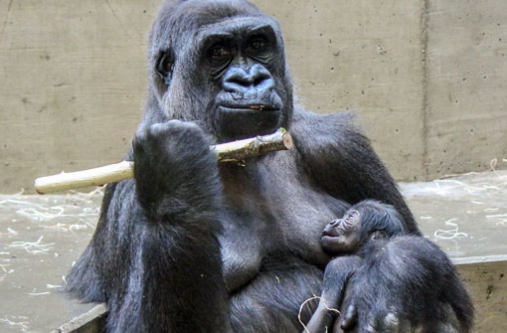 In der Wilhelma kommt am 27. Mai das dritte Gorilla-Baby seit Weihnachten auf die Welt. Affenmutter Mutasi hält den Nachwuchs fest an sich gedrückt, sodass die Tierpfleger zunächst nicht wissen, welches Geschlecht das Kleine hat. Hier geht es zum Artikel von damals.