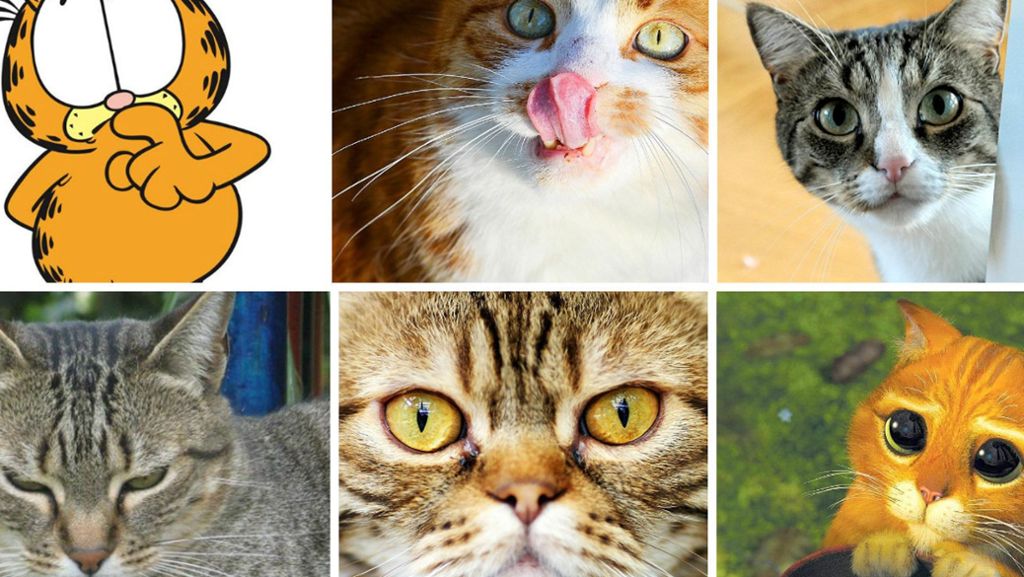 Gender-Streit um Garfield: Katze oder Kater?