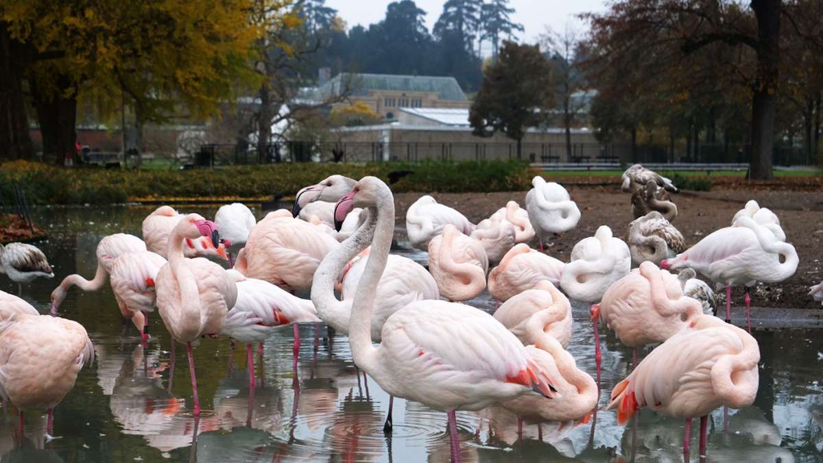 Vogelgrippe in Stuttgart: So schützt die Wilhelma  ihre Tiere