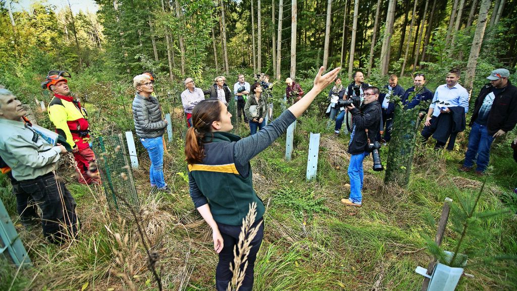 Im Kirchheimer Stadtwald sterben die Eschen: Gegen den Pilz ist kein Kraut gewachsen