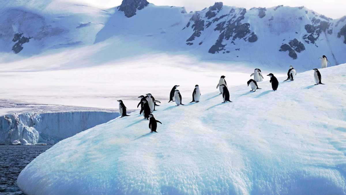 Folgen des Klimawandels: Pinguine ziehen sich weiter nach Süden zurück -  Wissen