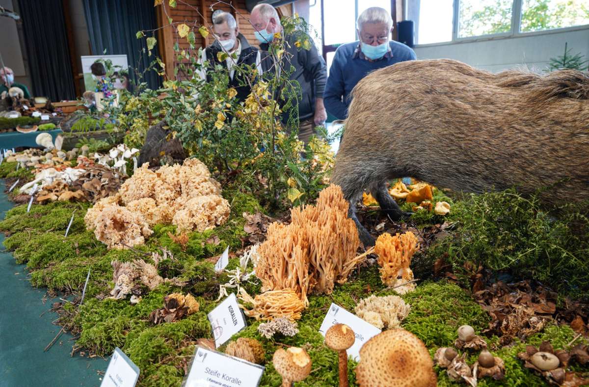 Die Gemeinde Großerlach im Schwäbischen Wald wurde für zwei Tage zum El Dorado für Pilzliebhaber.