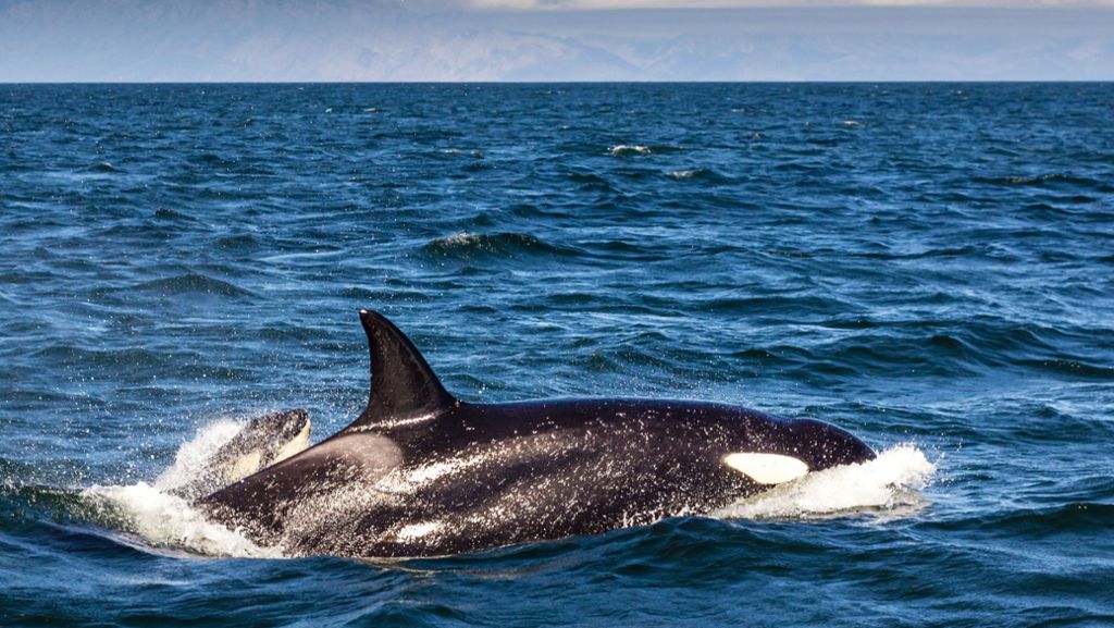 Vom Aussterben bedroht: Sportangler entdeckt erstmals Orcas vor Sizilien