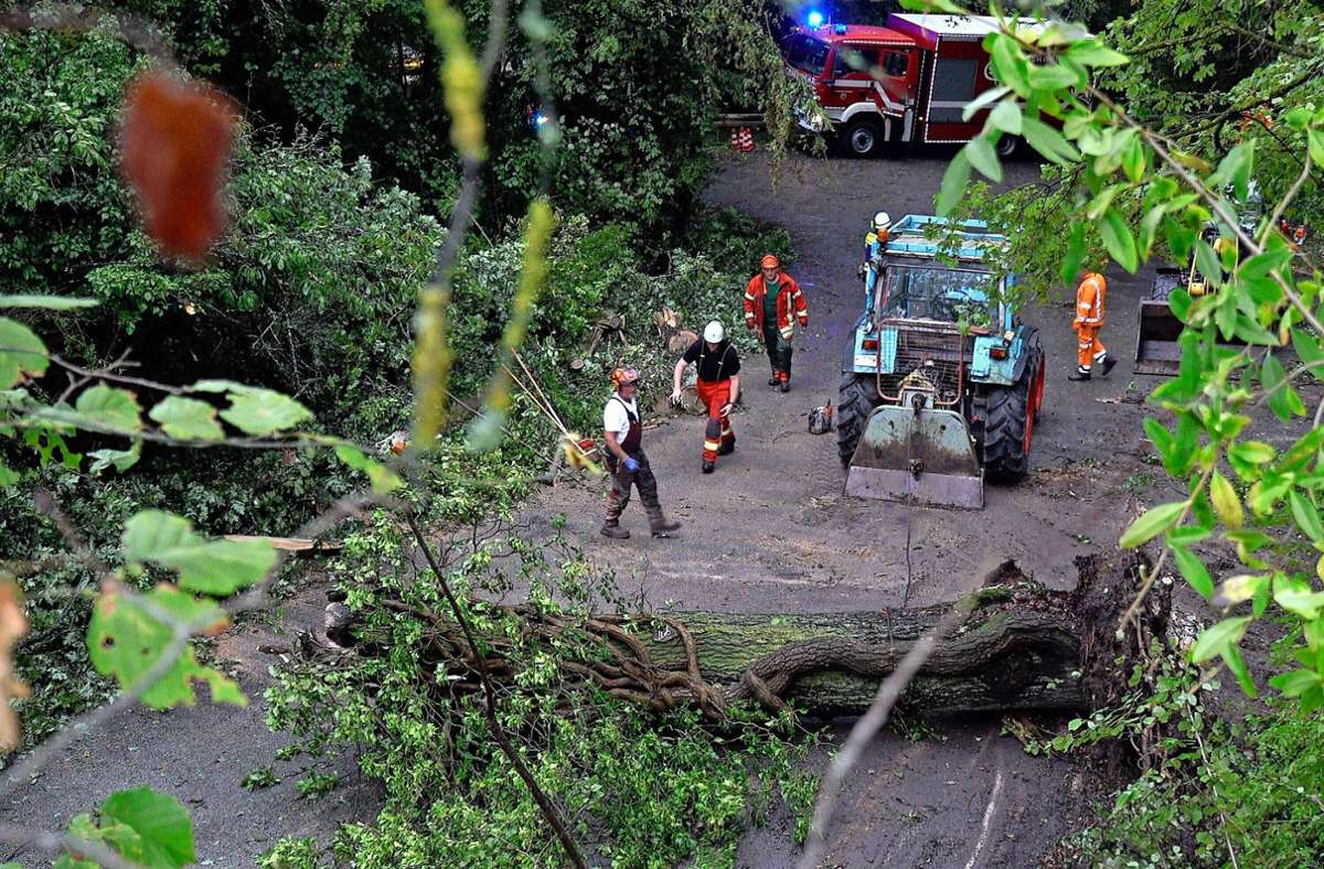 In Auenwald stürzten massive Bäume auf eine Straße, schweres Gerät kam zum Einsatz, um diese wieder freizubekommen.