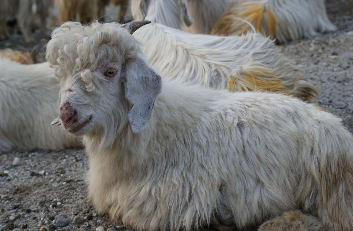 Die hübschen Kashmir Ziegen haben lange Schlappohren und ein kuschelig warmes Fell.