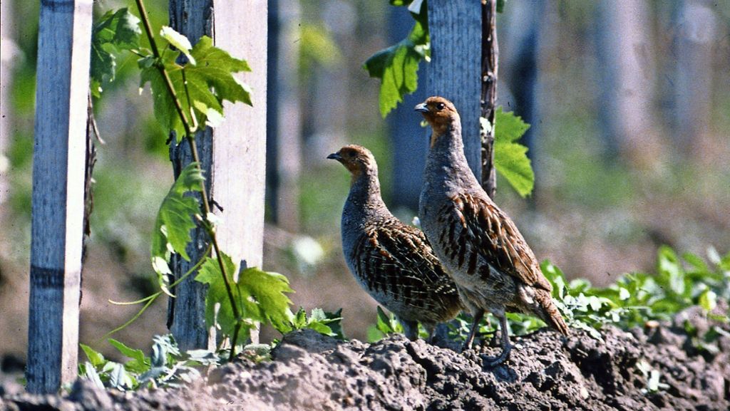 Filderstadt: So sollen die Rebhühner geschützt werden