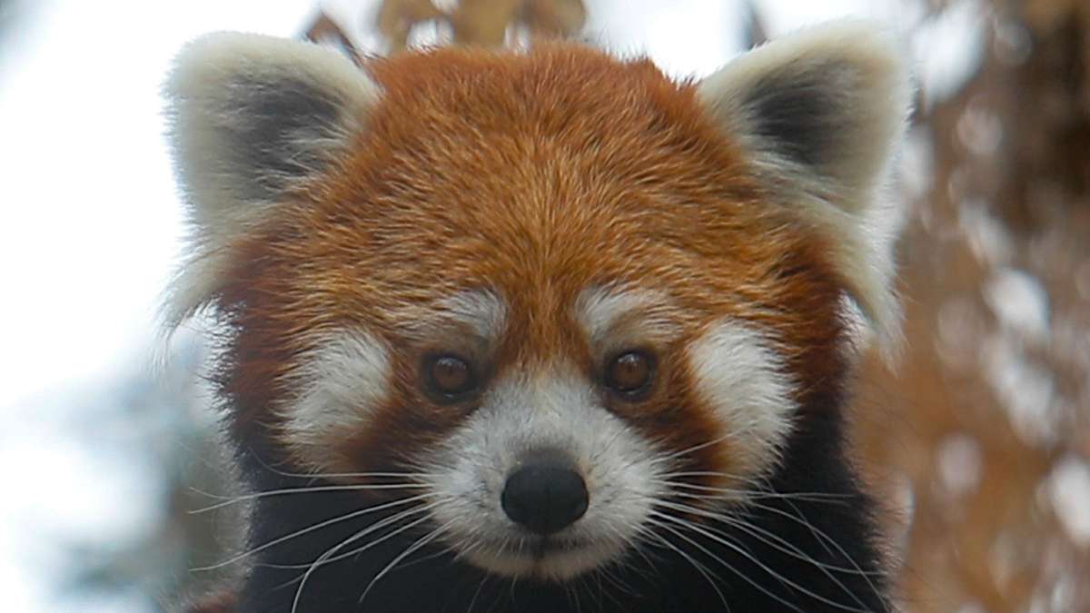 Kriminalität: Panda im Gepäck: Tiere am Flughafen Bangkok konfisziert