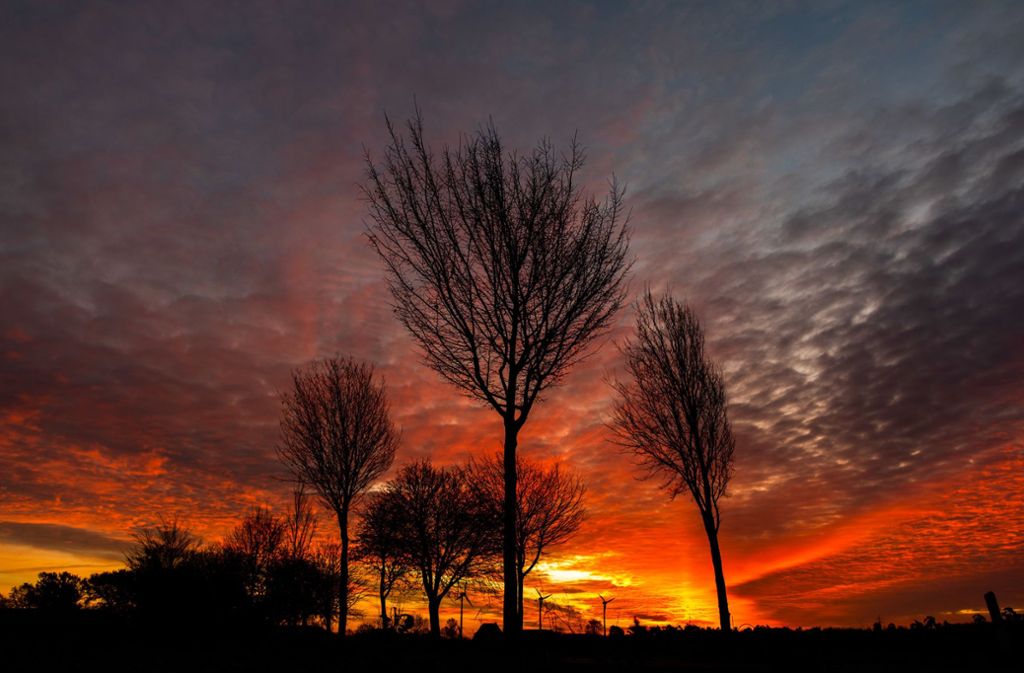 Die Silhouetten von Bäumen zeichnen sich vor dem Sonnenaufgang in Recklinghausen in Nordrhein-Westfalen ab.