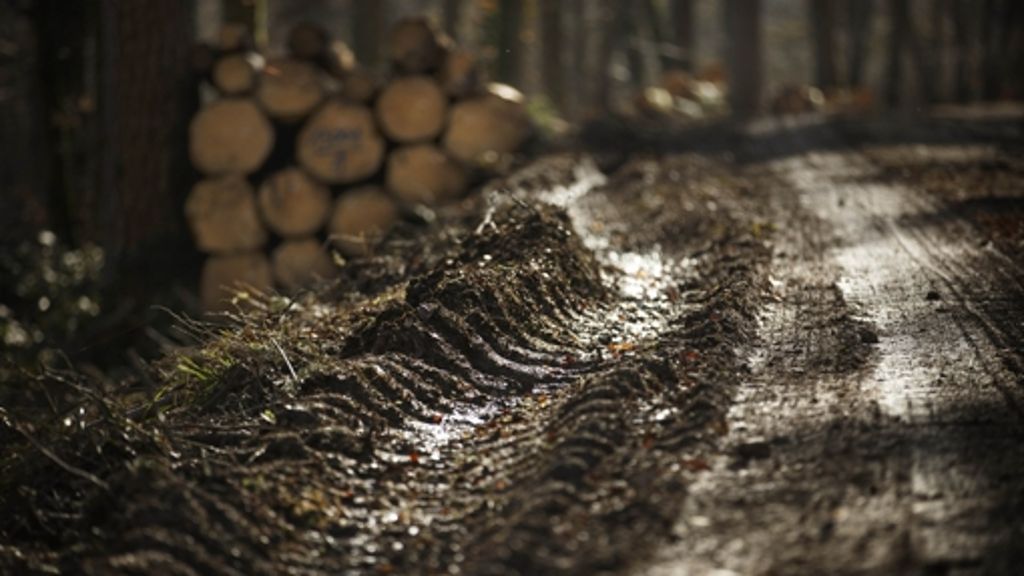 Schäden im Schwäbischen Wald: Unsanfte Holzernte