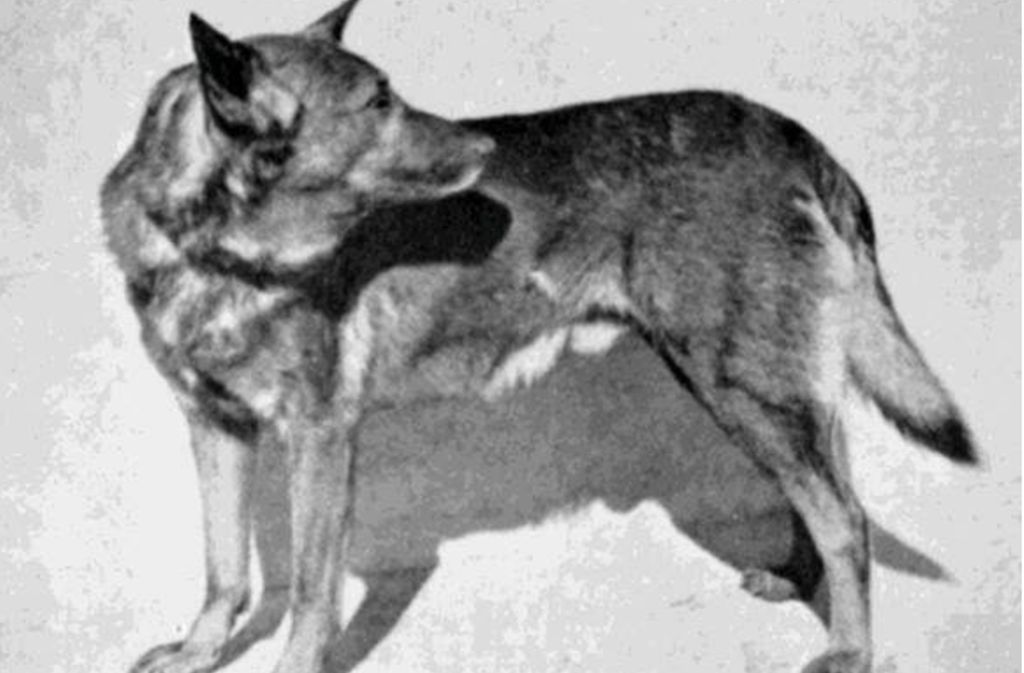 „Horand von Grafrath“: Als Begründer der Rasse des Deutschen Schäferhundes gilt „Hektor von Linksrhein“. Der Hundezüchter Max von Stephanitz kaufte ihn 1898 von einem anderen Züchter und gab dem Rüden den Namen Horand von Grafrath. Er wurde zum Stammvater aller Deutschen Schäferhunde.