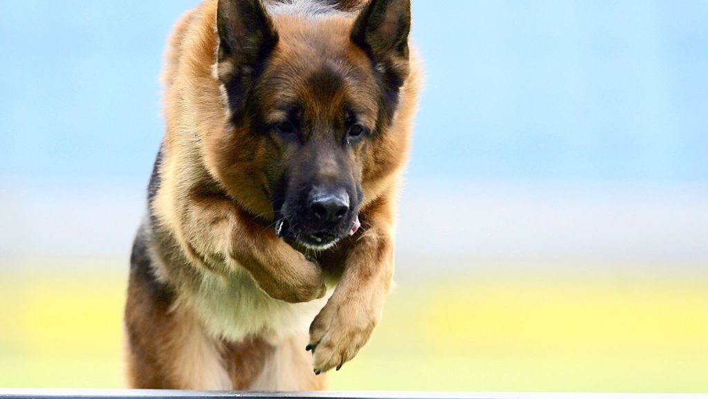  Drei Schäferhunde haben in Oberfranken einen Vater und dessen Kinder brutal attackiert. Die drei Opfer des Hundeangriffs kamen anschließend mit schweren Bissverletzungen ins Krankenhaus. 