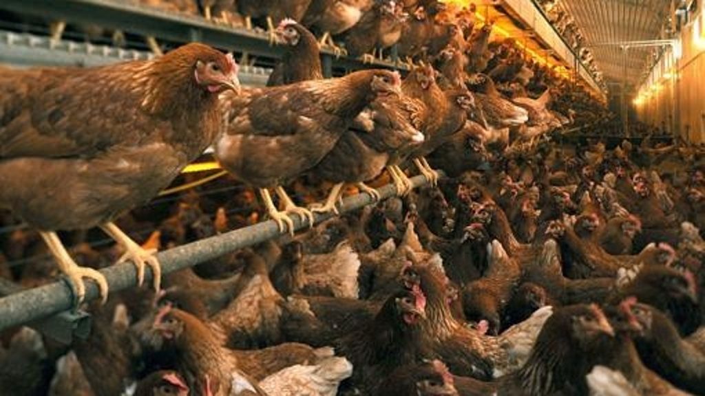 Manche Hühner bringen sich gegenseitig um. Hohenheimer Wissenschaftler erforschen nun die Gründe für das mysteriöse Federpicken im Hühnerstall.