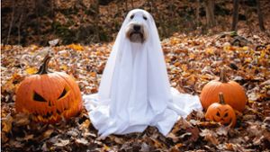 Halloween, neue Podcastfolgen und Co.: Darauf könnt ihr euch im Oktober freuen