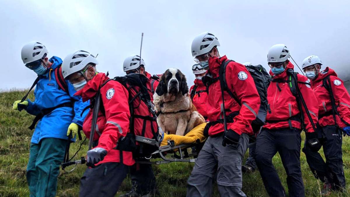 Einsatz an Englands höchstem Berg: Bernhardiner-Hündin muss von Bergwacht gerettet werden