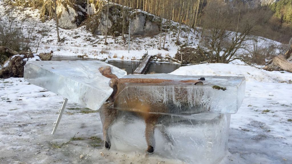 Warnung vor gefährlichen Eisflächen: Jäger stellt ertrunkenen Fuchs im Eisblock aus