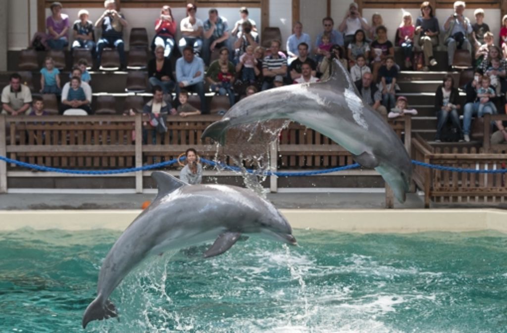 Die Delfinshow im Zoo von Münster ist ein Auslaufmodell. Foto: dapd