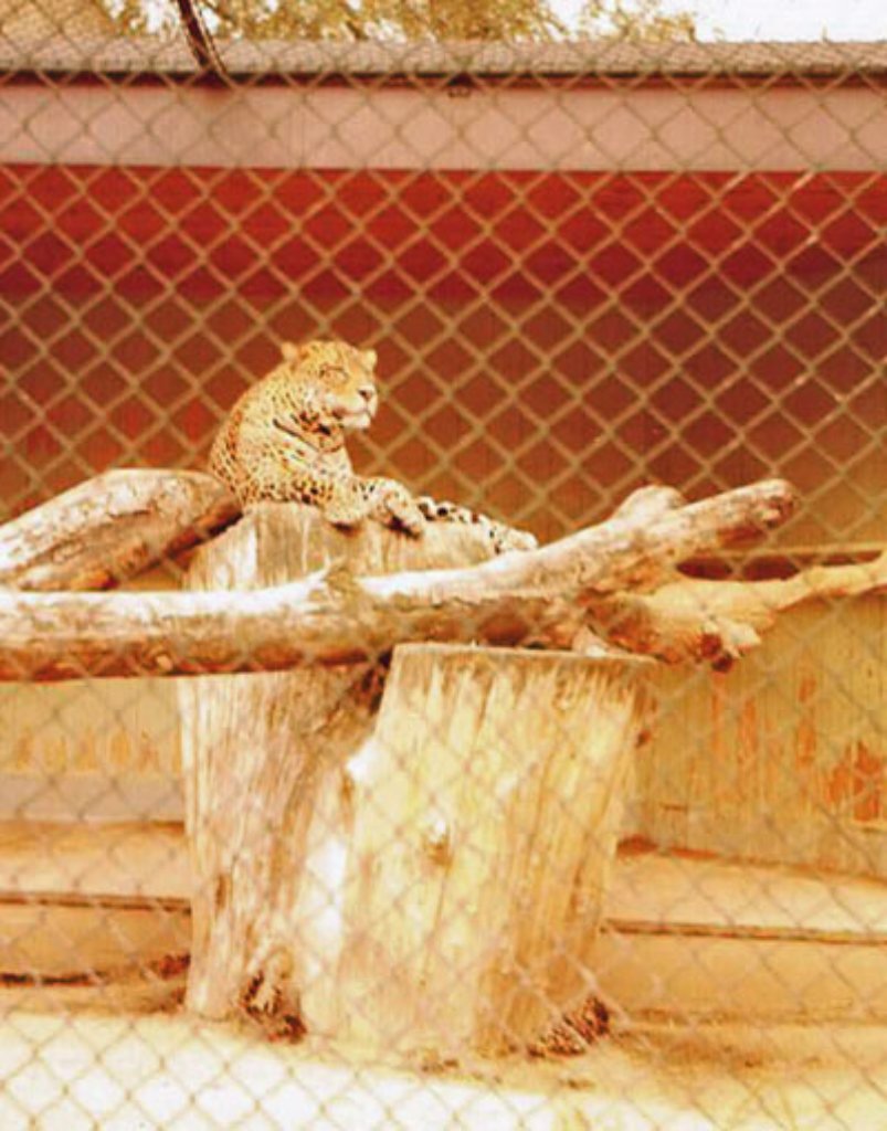 Bei der Haltung der Raubkatzen hat sich seit den 1970er Jahren allerdings einiges getan. So kahl, wie diese Bilder den Jaguar-Käfig zeigen, ...