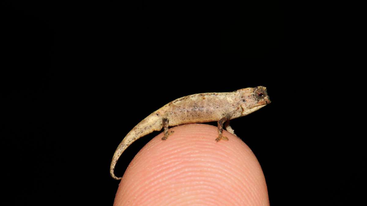 Spektakulärer Fund auf Madagaskar: Forscher entdecken kleinstes Chamäleon der Welt