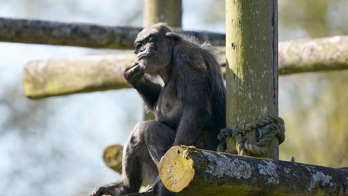 Noch skeptisch begutachtet der Schimpanse Peter sein neues Zuhause im Blair Drummond Safari and Adventure Park in Großbritannien. Peter verbrachte zuvor 31 Jahre im Twycross Zoo, wo er geboren wurde.