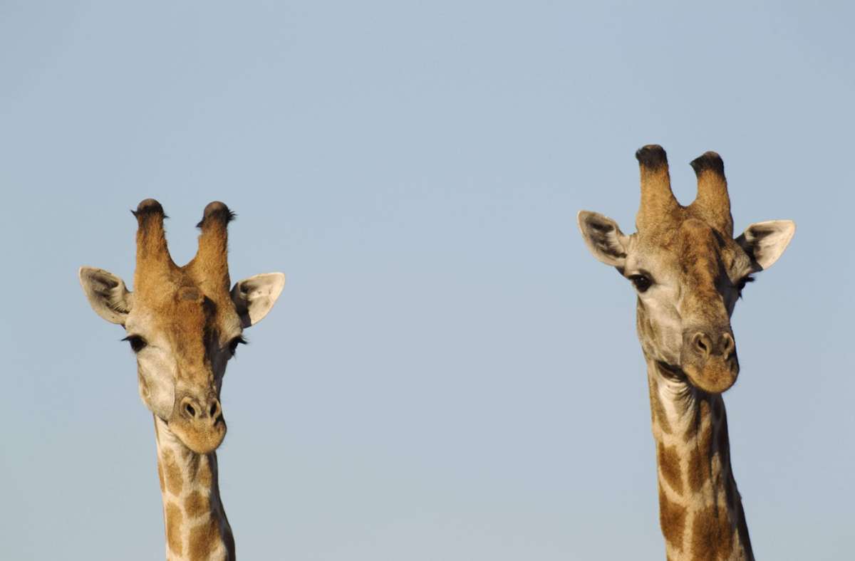 Giraffenmännchen (hier zwei Exemplare) praktizieren bis zu 90 Prozent ihrer Sexualkontakte zum gleichen Geschlecht.