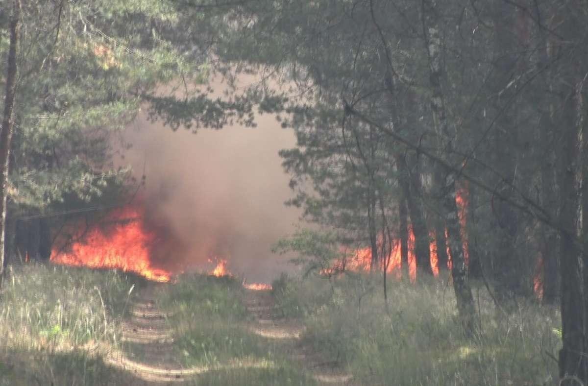 Brandenburg, Beelitz: Feuer breitet sich bei einem Waldbrand über einen Waldweg hinweg weiter aus.