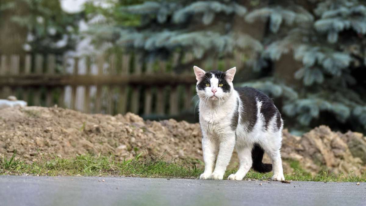  Stuttgart hat ein Katzenproblem, da sind sich die Katzenhilfe und die Fraktionsgemeinschaft aus Linke, SÖS, Piraten und Tierschutzpartei im Gemeinderat einig. Jetzt liegt ein Antrag auf eine Katzenschutzverordnung vor. Was steht drin? 