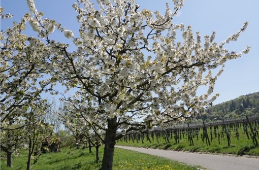 Jedes Jahr ein herrlicher Anblick: Die Obstbaumblüte im Remstal. Foto: Patricia Sigerist