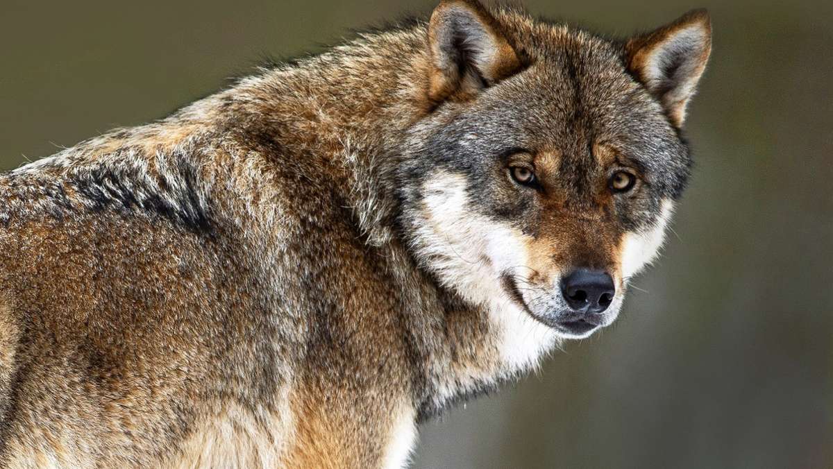  An der Grenze zum Rems-Murr-Kreis wurde ein Wolf gesichtet – für manche eine freudige Nachricht, für andere ein Anlass zur Sorge. Naturschützer, Tierhalter und Behörden verfolgen jetzt aufmerksam, wohin das Tier wandert. 