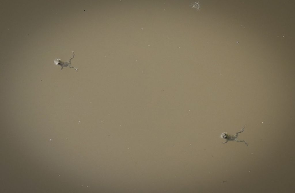 Zwei seltene Gelbbauchunken beim Wettschwimmen in einem Tümpel, gegraben von einer Baggerschaufel.