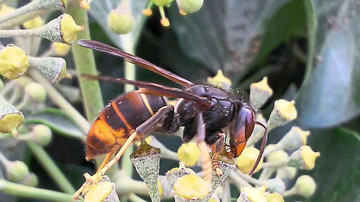 Asiatische Hornisse in Baden-Württemberg: Bienenkiller offiziell in Bad Wildbad nachgewiesen