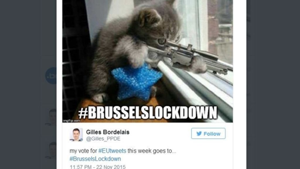 #Brusselslockdown auf Twitter: Mit Katzen gegen den Terror