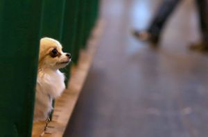 Besitzer wirft misshandelten Chihuahua von Brücke