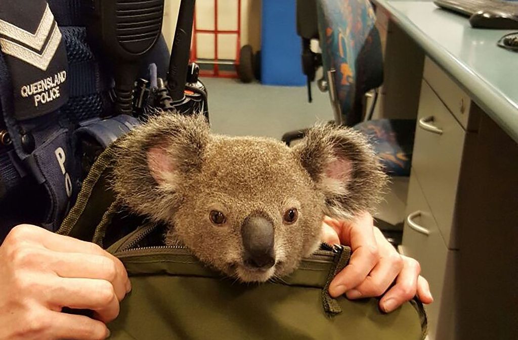 Guckguck: Der Koala soll etwa sechs Monate alt sein und wurde von einer Frau in einem Rucksack herumgetragen. Die Polizei hat das Tier in Obhut genommen.