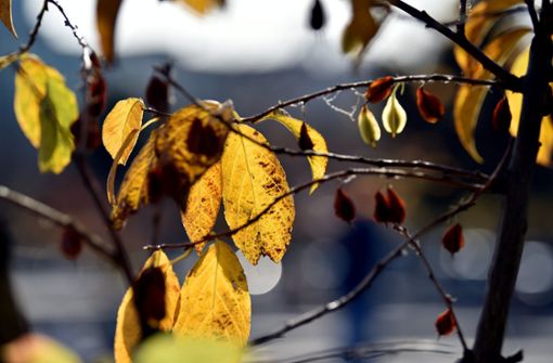 Das diesjährige Oktoberwetter weicht von der Norm ab. Foto: dpa/Britta Pedersen