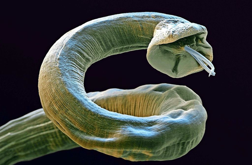 Wie aus einem Horrorfilm: der Große Lungenwurm – Angiostrongylus vasorum – unter dem Mikroskop