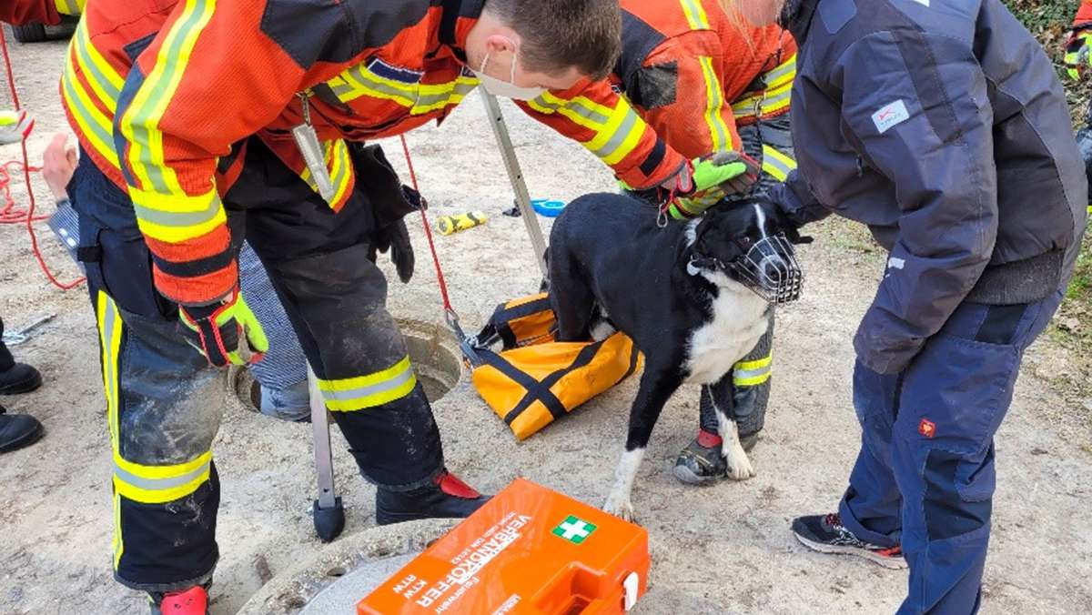 Tierisches aus dem Kreis Konstanz: Feuerwehr rettet Hund aus Kanalrohr