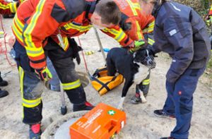 Feuerwehr rettet Hund aus Kanalrohr